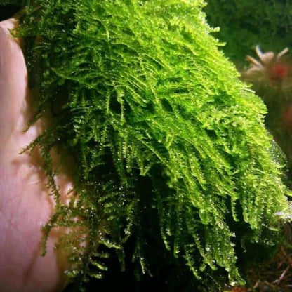 Moss for Aquariums | Live Aquatic Moss (Weeping Moss, 1) - style: Weeping Moss