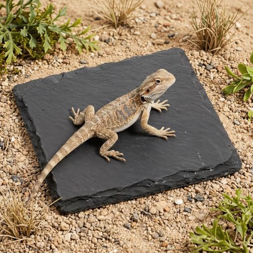 Turtle Basking Platform Slate Reptile Basking Slate Platform for Turtles 3.9 x 3.9 Inch Natural Stone Tortoise Bearded Dragon Lizard Chameleon Gecko Terrarium Accessory