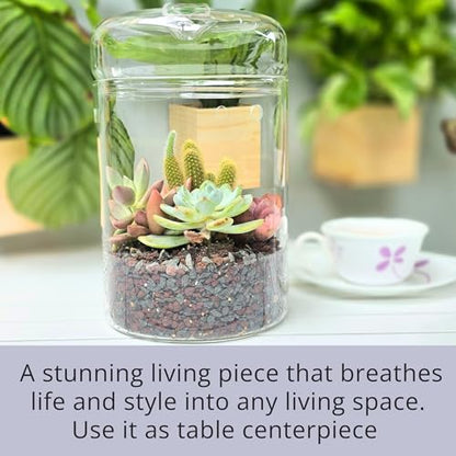LaLaGreen Indoor Planter (6x9 Inch) Small Glass Terrarium Jar with Lid for Succulent Plants, Reptile Cactus Mini Fern Fairy Moss Tabletop Decoration Container Pot Kitchen Office Home Garden Decor