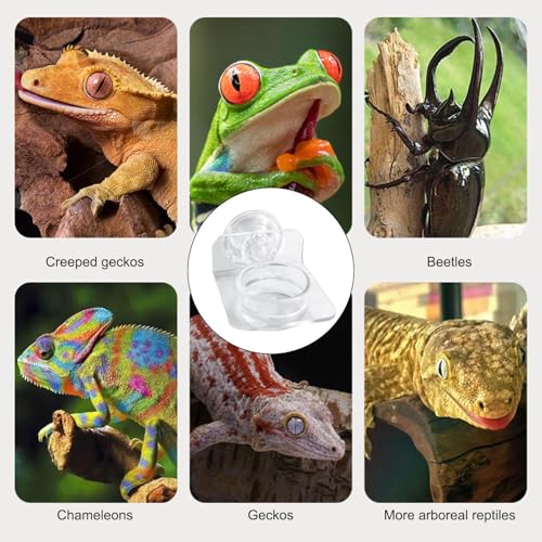 Gecko Feeder - Gecko Feeding Ledge Suction Cup, Reptile Food Feeder Bowl, Suction Cup Food Tray Lizard | Acrylic, Magnet, Bowls, Reptile Feeding Ledge for Lizards, Chameleons, Tree Frogs, - color: B