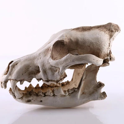 Resin Wolf Skull Wolf Skull Model Decoration Craft Film Props Collection Crafts Home Decoration Garden Decoration