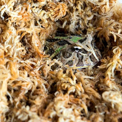 Galapagos (05201 Terrarium Sphagnum Moss, Blond, 150in3 Header Bag