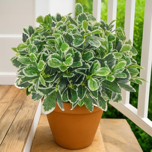 GTIDEA 6Pcs Artificial Greenery Faux Plants Fake Bushes Outdoors | Real Touch Silk Green Leaves with Stems for Window Box Indoor Outside Garden Front Patio Yard Porch Table Wall Décor - color: White Green 6pcs
