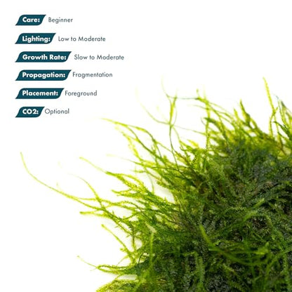 SubstrateSource Live Aquarium Plants on Driftwood, Lava Rock, Moss, Fiber Mat - Freshwater Fish Tanks - Easy, Beginner Friendly (Spiky Moss on Stainless Steel) - color: Spiky - Stainless Steel, size: 1 Pack