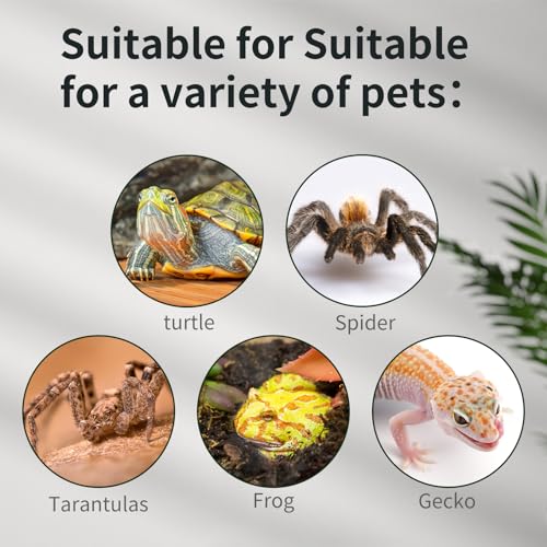 Mini Reptile Glass Tank 8 * 8 * 6inch Terrarium for Start with Top Ventilation for Turtle,Spider,Hermit Crab,Geock,Frog AMD Beard Dragon
