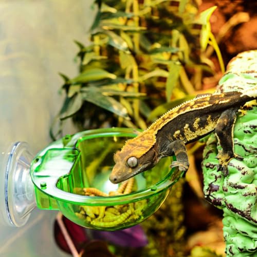 HEMOTON 4pcs Reptile Feeding Bowl Set with Suction Cup, Terrarium Food and Water Dish for Tree Climbing Lizards, Chameleons, and Geckos