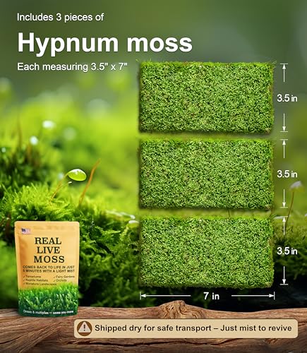 Real Live Hypnum Moss (8"x8") – Natural Sheet Moss for Terrariums, Bonsai, Reptile Habitats & Fairy Gardens – Reusable, Easy to Shape & Revives Quickly with Mist
