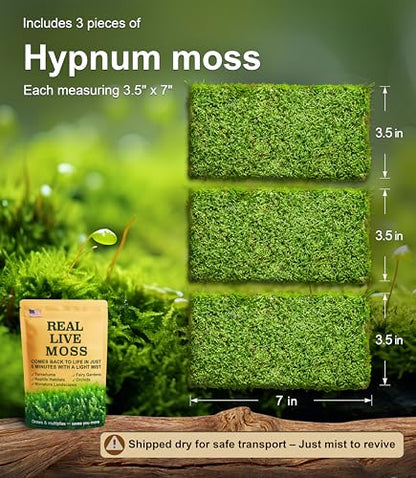 Real Live Hypnum Moss (8"x8") – Natural Sheet Moss for Terrariums, Bonsai, Reptile Habitats & Fairy Gardens – Reusable, Easy to Shape & Revives Quickly with Mist