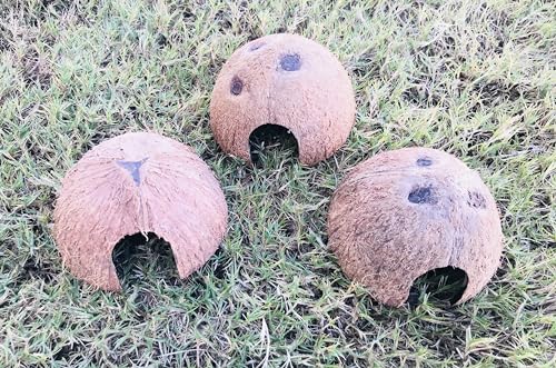 Durable 3 pc Coconut Hide, Natural Home for Guppies, Tetras, Betta Fish, Shrimp, Pleco, Perfect for Your Aquarium, Perfect Hideout for Spiders, Toad, Lizard and Small Crabs, 3 Half Shells (Small)