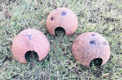 Durable 3 pc Coconut Hide, Natural Home for Guppies, Tetras, Betta Fish, Shrimp, Pleco, Perfect for Your Aquarium, Perfect Hideout for Spiders, Toad, Lizard and Small Crabs, 3 Half Shells (Small)