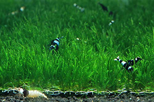Live Aquarium Moss Plant (Flame Moss Pad (3x3 inch))