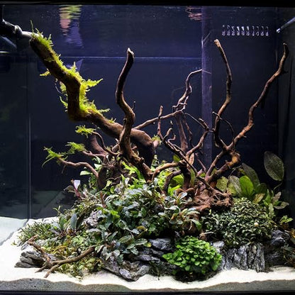 Ultum Nature Systems Driftwood - Spider Drift Wood for Fish Tank, Planted Tank, Terriarium, Paludarium - Versatile Natural Driftwood Decor, Events Wood Centerpiece - Spider Wood, M 12-15", 3 Pack - size: 12-15" 3-Pack
