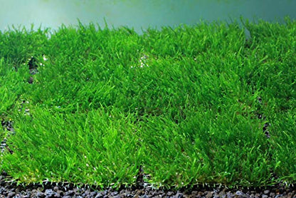 Live Aquarium Moss Plant (Flame Moss Pad (3x3 inch))