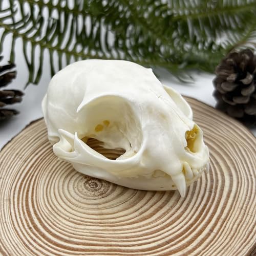 Real Animal Bone Specimen Natural Taxidermy Feline Skull for Science Collection - style: Feline Skull
