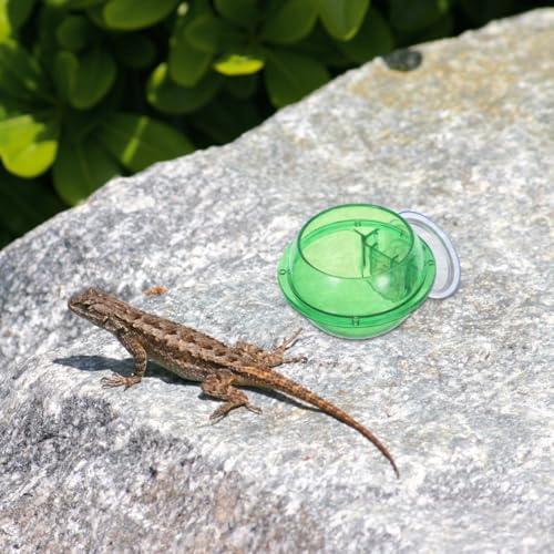 Balacoo Reptile Feeder Bowl with Suction Cup Pet Food and Water Dish for Lizards Turtles Chameleons Geckos and Other Small Reptiles Stable Wall Mount 3.93X3.14X2.36 Inch