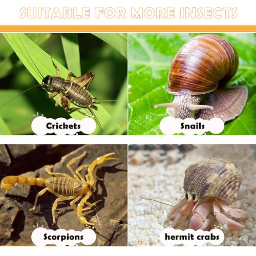 5 Pcs Cricket Feeding Bowl Plastic Feeder Transparent Eating Basin for Cricket Dubia Cockroach Cherry Cockroach Snail Crab Insect