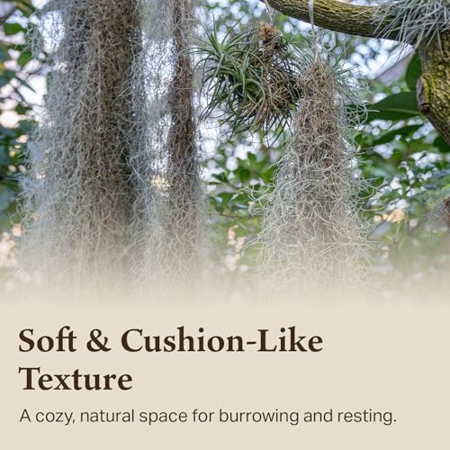 The Habitat Life - Natural Spanish Moss - for Reptiles, Amphibians & Invertebrates Terrariums - Humidity Control - Breathable Bedding - Dye-Free & Safe - Small - 1 Pack - size: Small, style: Spanish Moss