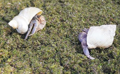 1lb Hermit Crabs Substrate, Ideal for Hermit Crab Supplies for Tank Habitat - size: 1lb