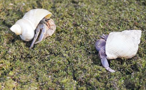 3.5oz Hermit Crabs Substrate, Ideal for Hermit Crab Supplies for Tank Habitat - size: 3.5oz