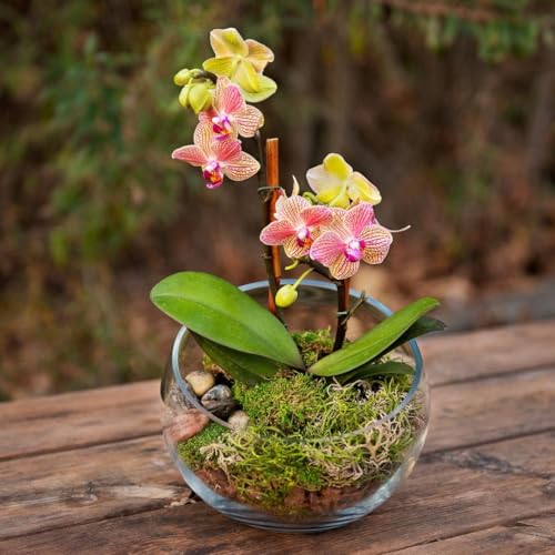 SuperMoss (90423) Terrarium Kit, 4 oz, Forest