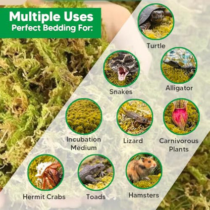 Natural Long Fiber Sphagnum Moss 34QT for Orchid Potting Mix, and Moss Pole for Plants Indoor. Ideal for Propagating Plants, Maintaining Humidity for Reptiles, Isopods in Paludarium, Aquascape (10 OZ)
