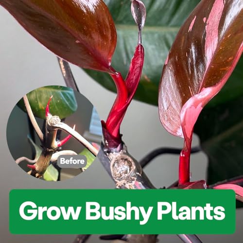 Noot Bio-Organic Plant Food Liquid Fertilizer - Makes 7 Gallons - Root Boosting Mycorrhizae - Fast Growth for Monstera, Aroid, Succulent, Orchid, Calathea, Philodendron - Use Every Watering (2 Vials) - size: Noot Plant Food (Makes 7 Gallons)