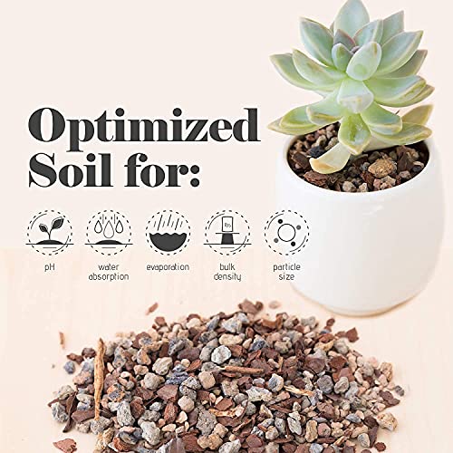 Bonsai Jack Succulent, Cactus and Bonsai Soil - Jacks Gritty Mix - 1 Gallon – Fast Draining – Fight Root Rot – Optimized pH … - size: 1 Gallon (4 Dry Quarts)
