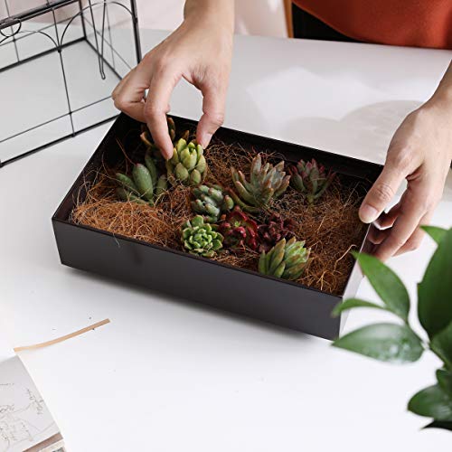 Large 11.5" Tall Plant Terrarium Glass – Glass Greenhouse Terrarium with Lid and Tray,Indoor Tabletop Orchid Succulent Cacti Terrarium