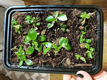 Noot Rooting Rescue Mix - 1 Quart - Coconut Chips Fibers Coco Coir Coarse Perlite - Root Rot Treatment - Rapid Roots for Propagation - Pre-Soaked & Ready to Use - size: Noot Rooting Rescue Mix