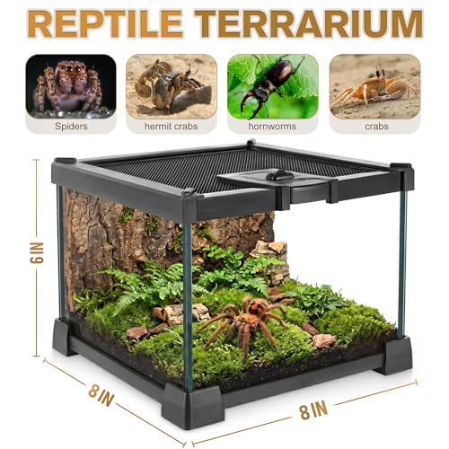 Mini Reptile Glass Terrarium Vivarium 8'' x 8'' x 6'', Full View Tank for Small Arthropod Pets Such as Pumpkin Patch Tarantulas, with Feeding Slot & Box Lock Buckle - size: 8"D X 8"W X 6"H