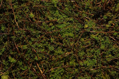 AQUA KT Reptile Moss Background Backdrop Wall Artificial Terrarium Habitat Amphibian Cage Decoration for Lizard Bearded Dragon Snake Tree Frog Chameleon Climbing, Pack of 4
