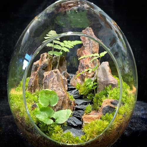 Natural Rocks Dragon Stone 1-2.5 Inches Decorative Rocks for Miniature Terrariums,Fairy Gardens,Bonsai,DIY Crafts, Aquariums Dioramas & Wargaming-1lb - size: 1lb(1-2.5Inch)