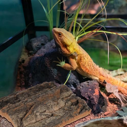 NUOBESTY 4 Pack Cork Bark Flats for Reptile Terrarium, 6x6 Natural Wood Background & Lizard Climbing Decor, Bioactive Enclosure Hideout for Crested Leopard Gecko, Spider