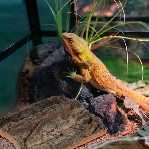 DOITOOL 4 PCS Reptile Tree Bark Reptile Hides, 5.9”x5.9” Natural Cork Bark Wood Climbing Mat Habitat Decoration for Tank Backdrop Climbing Wall Terrarium Decor for Lizard Geckos Tortoise