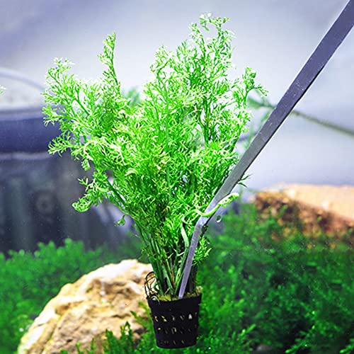 Utoolmart Aquarium Plant Tweezer, Stainless Steel Curved Tweezer, Aquarium Tweezers Extra Long 48cm, for Fish Tank Plant Aquascape Tools, Feeding Tongs - color: 1pcs, size: 48cm Curved