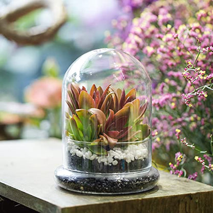 NCYP Small Clear Decorative Glass Terrarium Cloche with Air Hole - 4.7 x 4.7 x 6.3 Inches Glass Dome with Base for Miniature Plants - Display Storage (No Plants Included) - size: 4.7x4.7x6.3inches