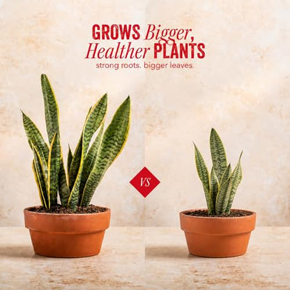 Java Potting Soil: A Well Draining, Coffee‑Infused Living Indoor Mix Ready to Grow. for All Monstera, Calathea, Fiddle Leaf Fig, ZZ, Snake, Spider and Pothos Plants; with Chunky Vermiculite. 6 (QT)