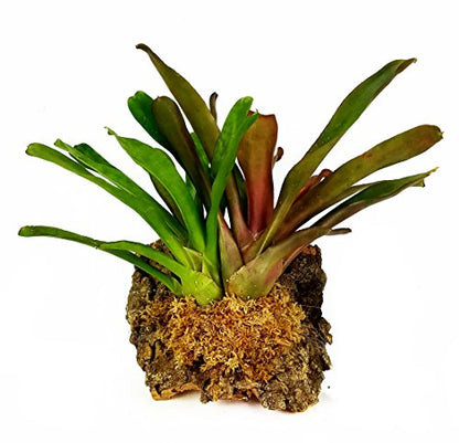 besgrow New Zealand Sphagnum Moss (1 kilogram),tan - size: AAA Premier (6" Strands)