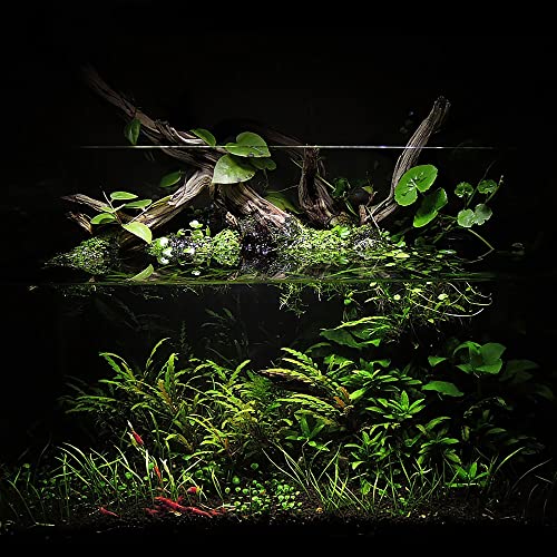 Ultum Nature Systems Controsoil - Freshwater Aqua Soil Substrate for Fish, Shrimp, Live Plant Propagation and Aquascaping - 6.8pH Low Ammonia, Volcanic Ash - Black, Extra Fine (3 Liter) - color: Black - Extra Fine, size: 3 Liters (2.7 kg)