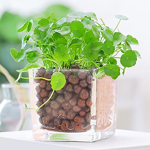 Leca Expanded Clay Pebbles 10LBS Grow Media for Indoor Plants Hydroponic Growing Gardening System Supplies … - size: 10LBS