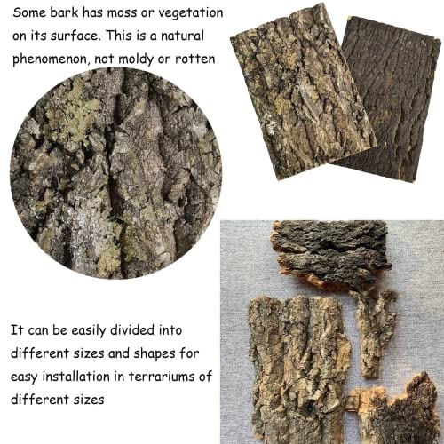 kathson 2Pcs 11.8” L x 11.8” W Cork Tile Background Bark Terrarium Backdrop Wall Decor Cork Bark for Reptiles Reptile Climbing Mat for Spider Gecko Lizard Bearded Chameleon Dragon Turtle Snake