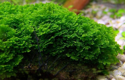 SubstrateSource Live Aquarium Plants on Driftwood, Lava Rock, Moss, Fiber Mat - Freshwater Fish Tanks - Easy, Beginner Friendly (Mini Pellia on Stainless Steel Mesh, (1 Pack)) - color: Mini Pellia - Stainless Steel, size: 1 Pack