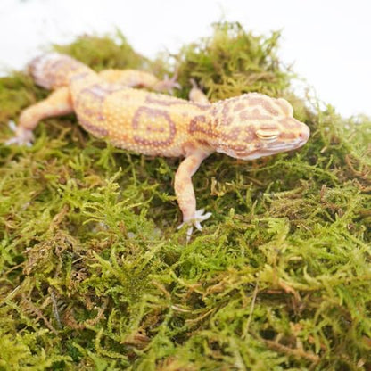 Leopard Gecko Moss Substrate 4oz, Reptile Terrarium Accessories for Habitat Decor Supplies, Burrowing Bedding for Lizards