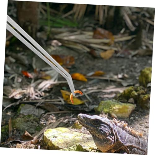 2pcs Heavy-Duty Stainless Steel Reptile Feeding Tongs Curved Aquarium Tweezers for Terrarium Use Long Handle Tweezers for Feeding Lizards and Aquatic Plants