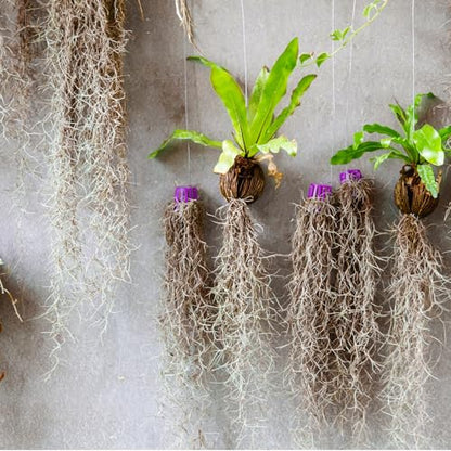 Giegxin Spanish Moss 41'' Fake Hanging Succulents Faux Moss Artificial Succulent Plants Vines Hanging Plants Swamp Decoration Potted Artificial Garland(Brown,12 Pack) - color: Brown