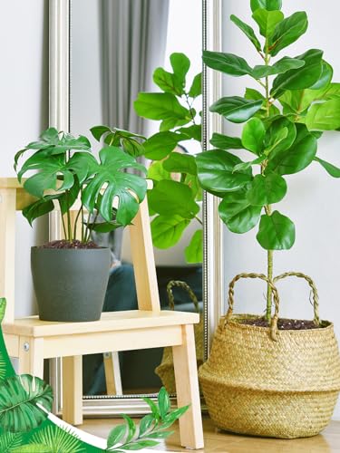 3.2QT Monstera Soil Potting Mix - Natural Organic Tropical Plant Soil for Improving Growth Rate, Sustainable Houseplants Growing Media for Indoor Bonsai Succulents Moisture Retention Drainage
