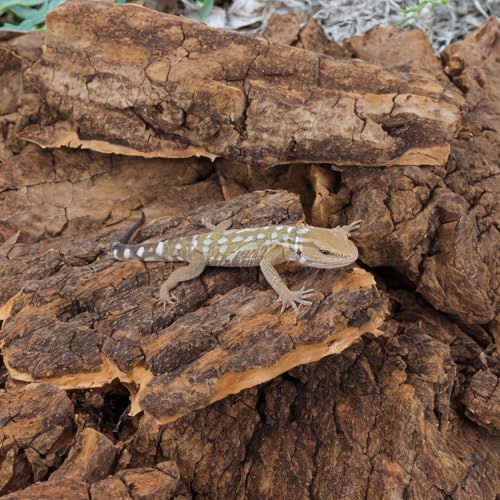 Kisangel Reptile Cork Bark Hides for Reptiles Lizard Climbing Bark Reptile Basking Platform 14-Piece Natural Terrarium Decoration for Snake Gecko Enclosure Habitat