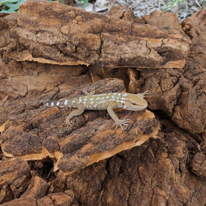 Kisangel Reptile Cork Bark Hides for Reptiles Lizard Climbing Bark Reptile Basking Platform 14-Piece Natural Terrarium Decoration for Snake Gecko Enclosure Habitat