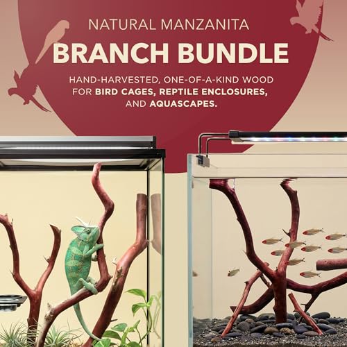 Manzanita Driftwood for Small Aquariums & Reptile Tanks (8-10”") 5–10 Gallon Tank | Natural Aquascaping & Terrarium Decor | Hardwood Branches, Unique Shapes | Betta Fish, Shrimp, Gecko, Frogs - size: Small