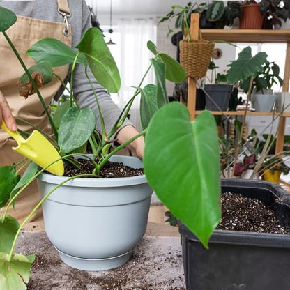 Doter Monstera Potting Soil 2qt - Premium Tropical Blend with Rapid Drainage for Growing and Repotting Monstera Deliciosa (Split-Leaf Philodendron) and Swiss Cheese Plants - size: 2qt